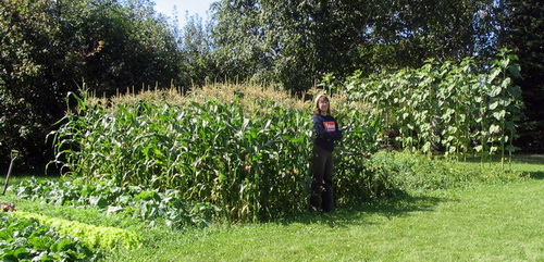 Corn patch, Aug. 28, 2007