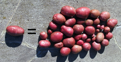 Pimpernel Potatoes