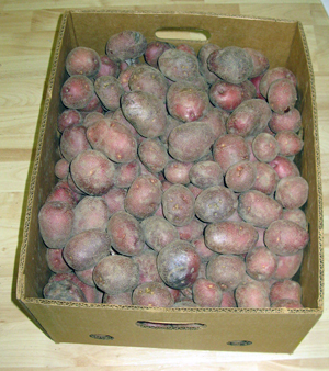 50 pounds of Pimpernel Potatoes