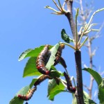 Red-humped caterpillars on apple